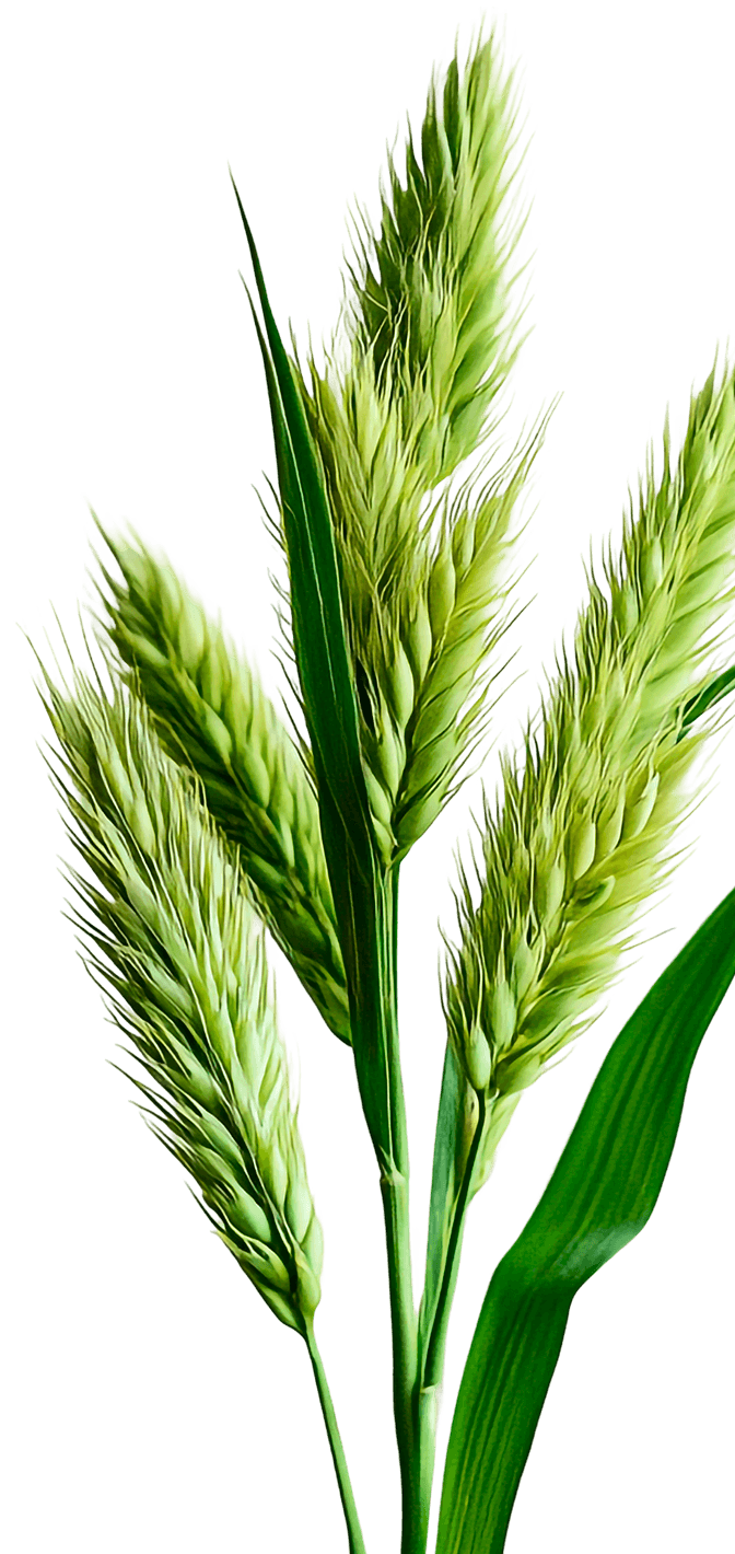 Qfarm wheat